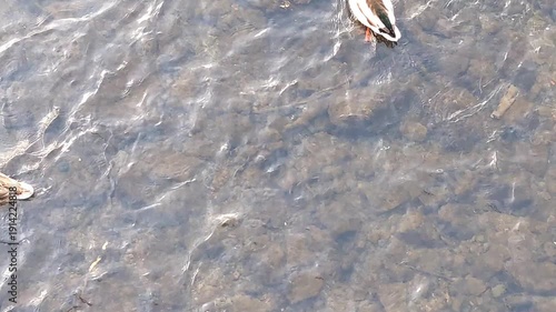 ducks swim in river, winter time