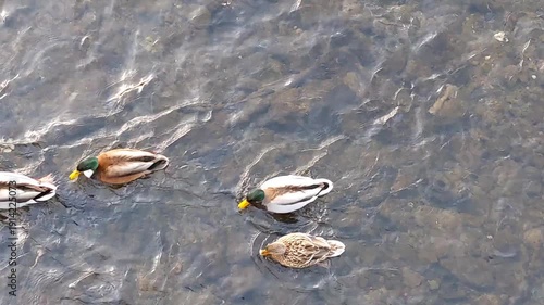 a flock of ducks in the water