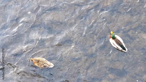 ducks swim in river, winter time