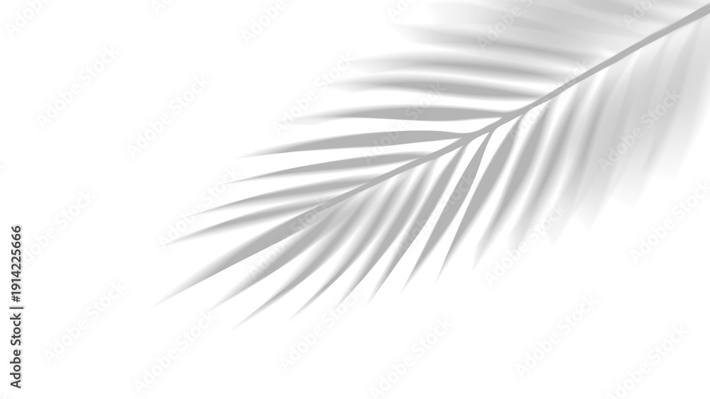 Obraz premium PNG overlay shadow of realistic tropical palm leaves on transparent background. Black and white coconut leaf and branches blur shadow overlay effect summer decorative element design.