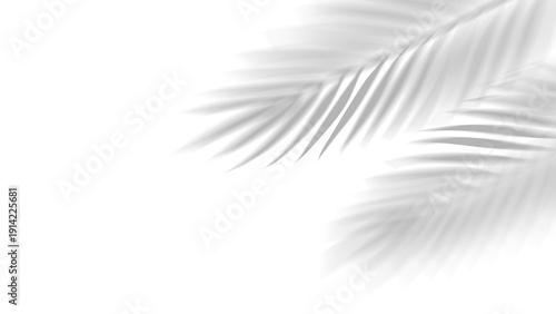 PNG overlay shadow of realistic tropical palm leaves on transparent background. Black and white coconut leaf and branches blur shadow overlay effect summer decorative element design.