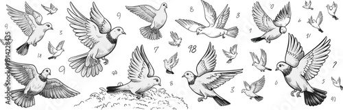 Black and white of multiple pigeons in flight and on ground with numbers birds flying birds