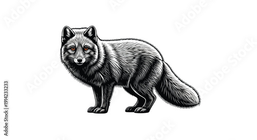 Detailed black and white illustration of a standing red fox with thick fur, looking forward, on a plain white background, in a vintage line drawing