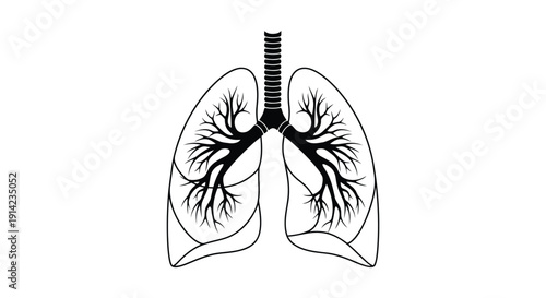 Black and white line drawing of human lungs with trachea and bronchi