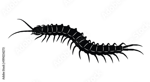 Black silhouette of a centipede insect with many legs on white background