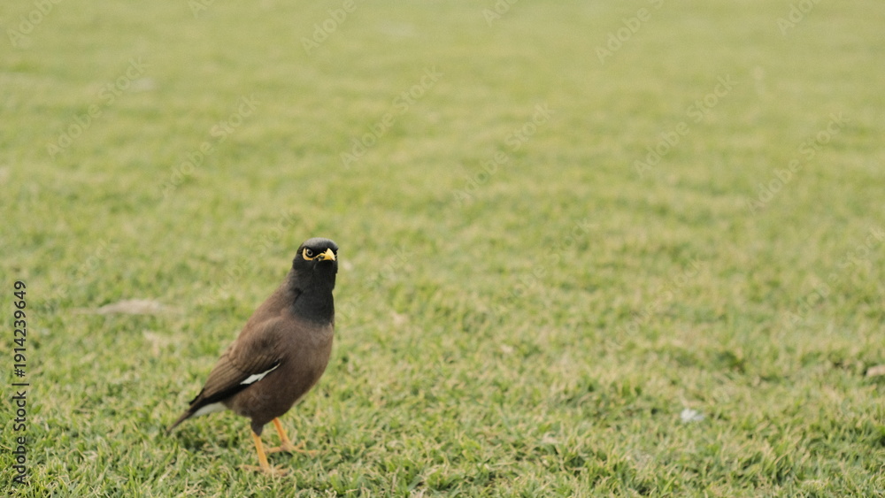 Obraz premium Indian Myna bird foraging on a bright green meadow in the park