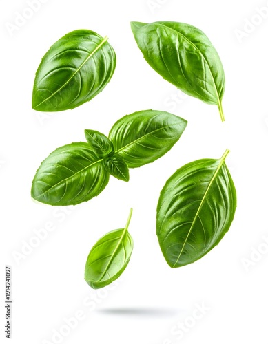 Fresh green basil leaves isolated on a clean background with detailed texture and vibrant color