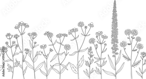 Black outline set of wild meadow flowers and field herbs, summer garden floral elements, cad drawing flat vector illustration, isolated.
