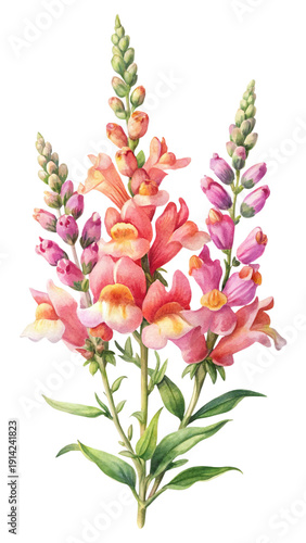 Watercolor illustration of a vibrant snapdragon bouquet against a black background
