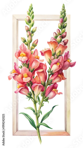 Elegant Snapdragon Flowers in Watercolor Painting, Framed on Black Background