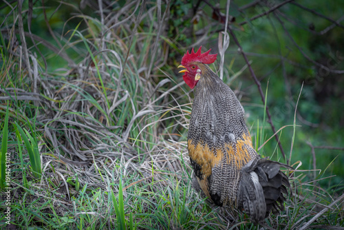 Gallo nel giardino