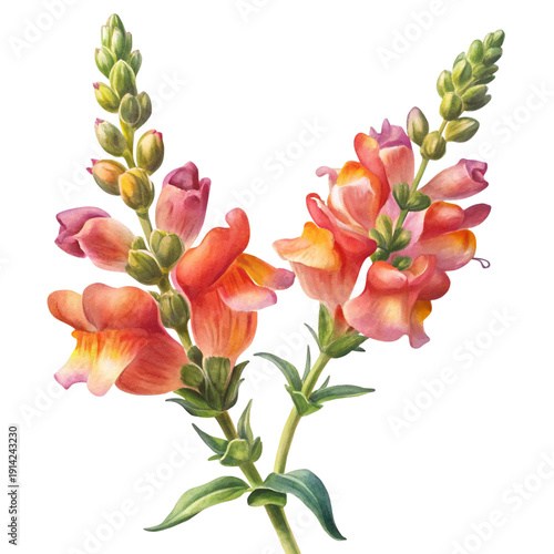 Watercolor painting of two snapdragon stalks on a stark black background