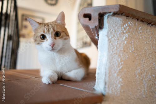 Gatto curioso