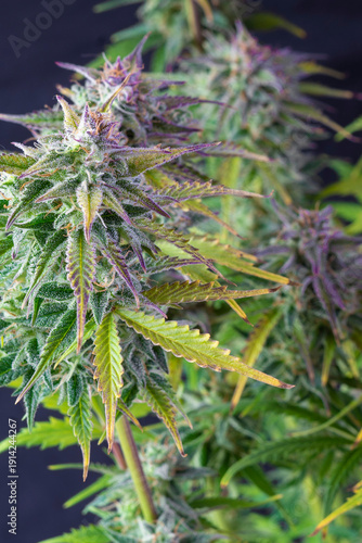 Marijuana