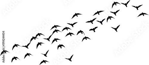 Flock of Black Birds Flying in Formation on White Background