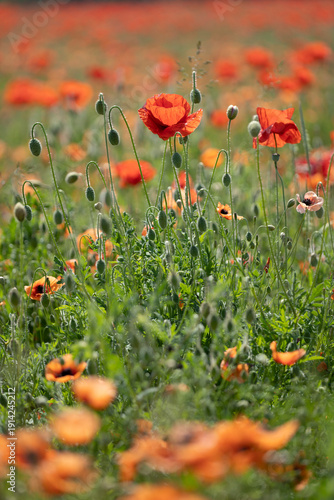 Papaveri di campo