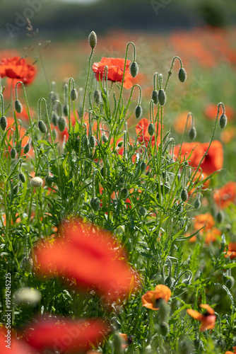Papaveri in fiore