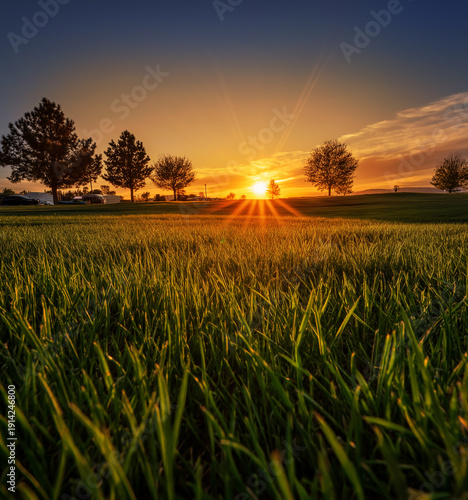Vertical vibrant green grass field at golden hour light in countryside