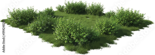 Green Grass Isolated on White Background