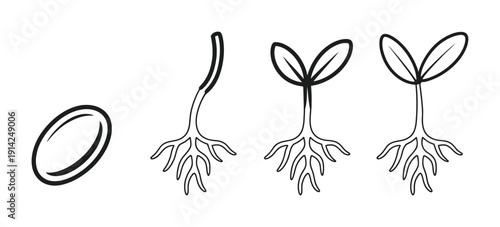 Vector illustration showing the stages of a seed germinating into a plant