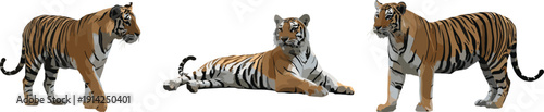Collection of three realistic tiger showcasing different poses including standing, walking, and lying down in naturalistic colors