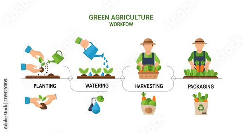 Vector illustration of green agriculture workflow with planting, watering, harvesting and packaging steps