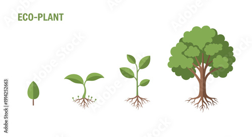 Vector illustration of a tree growth stages from seedling to mature tree with roots, isolated on transparent background