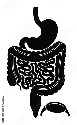 Human Digestive System Anatomy Vector Illustration
