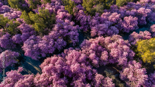 Cherry blossom trees aerial, textured pink canopy with sunlight highlighting shadows, emphasizing seasonal patterns, natural floral textures, and scenic landscape.