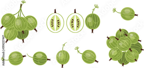Gooseberry Fruit Vector Set with Whole Half and Bunch of Fresh Green Organic Berries for Healthy Food Dessert and Jam Packaging Design.