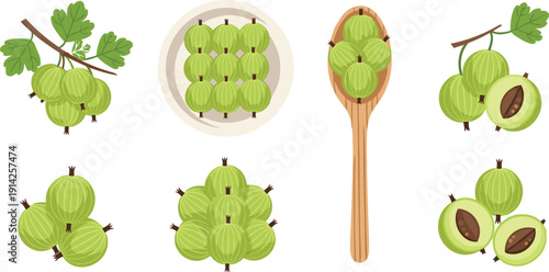 Gooseberry Vector Set with Fresh Green Berries Branch Spoon and Bowl Top View Organic Fruit for Healthy Food and Jam Design.