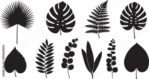 A collection of various leaf and fern illustrations in black and white