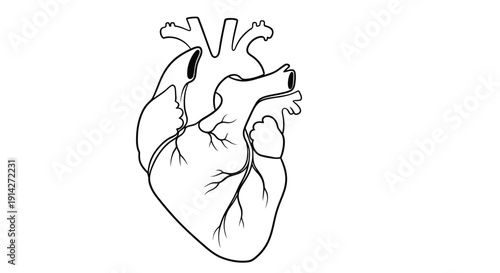 Simple line drawing of a human heart with visible chambers and major vessels
