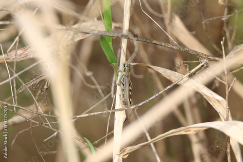 grasshopper climbing on a plant
