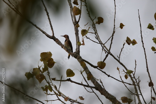 northern flicker bird perched in tree