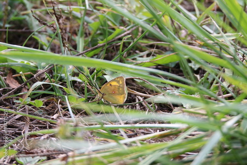 Butterfly moth resting on the ground