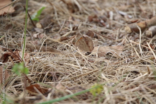 Butterfly moth resting on the ground