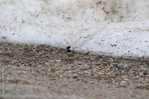 Carolina chickadee bird looking for food in the snow