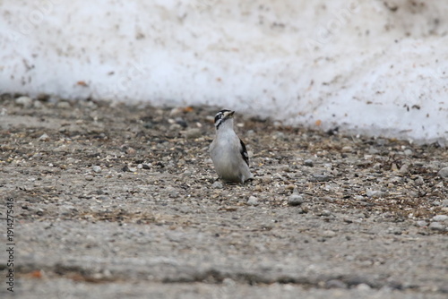 downy woodpecker bird looking for food in the snow