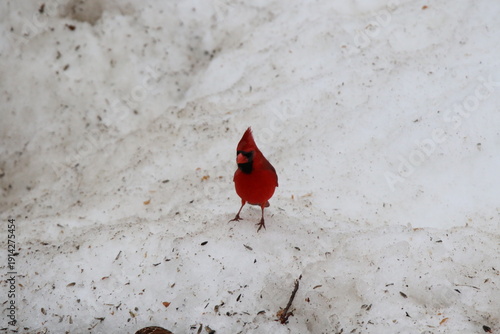 northern cardinal bird looking for food in the snow