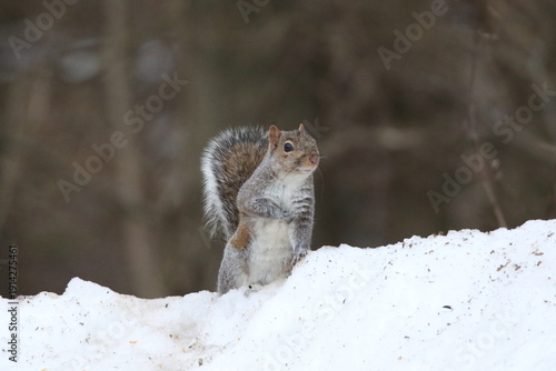 eastern gray squirrel looking for food in the snow