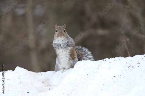 eastern gray squirrel looking for food in the snow