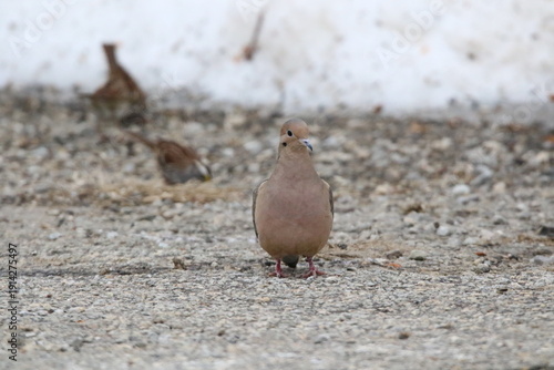 mourning dove bird searching for food in gravel and snow