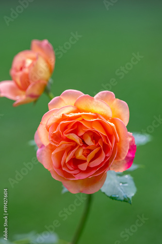 yellow and red roses