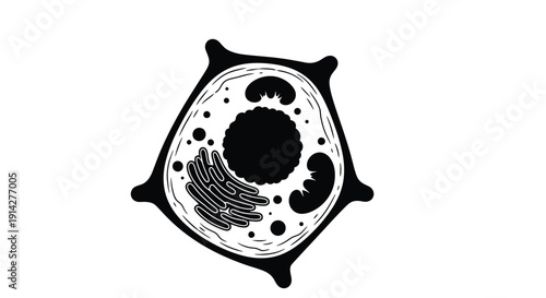 Detailed illustration of a eukaryotic cell structure with labeled organelles