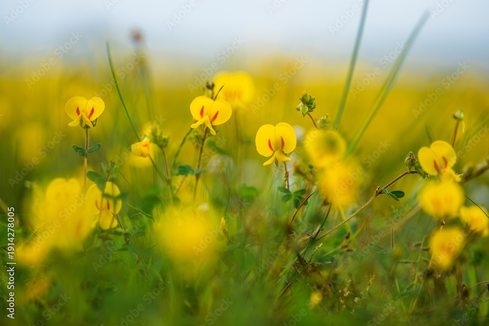 Obraz premium Wild Yellow Smithia flowers bloom in Western Ghats in Monsoon rainy season on plateau.