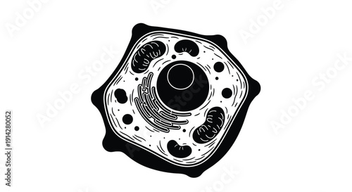 Detailed black and white illustration of a paramecium cell structure with internal organelles