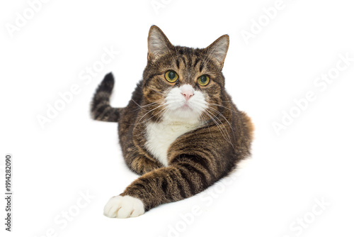 Brutal grey cat sits in a proud pose