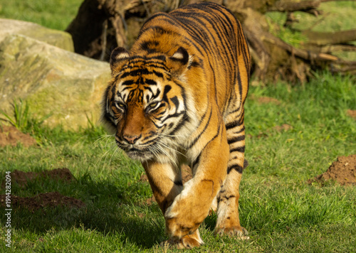 Obraz na płótnie Tigre de Sumatra