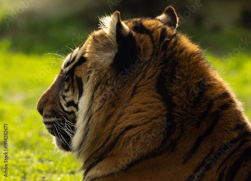 Obraz na płótnie Tigre de Sumatra